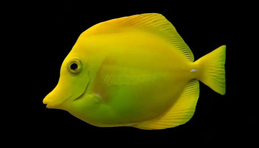 En lys gul kirurgfisk, en yellow tang, simmar mot en svart bakgrund.