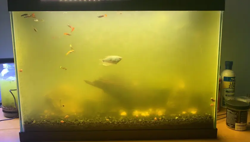 Akvarium med grumligt, gult vatten och flera små fiskar, inklusive guppys och en större fisk. En bit drivved syns i bakgrunden. En UV-filter för akvarium kan behövas.