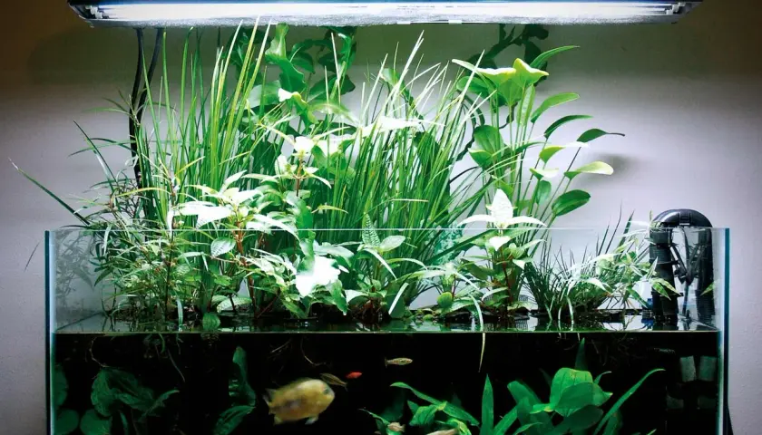 Vackert akvarium med frodiga växter och fiskar. Vattnet är klart, vilket tyder på god balans och tillräckligt med kalium i vattnet för växternas tillväxt.