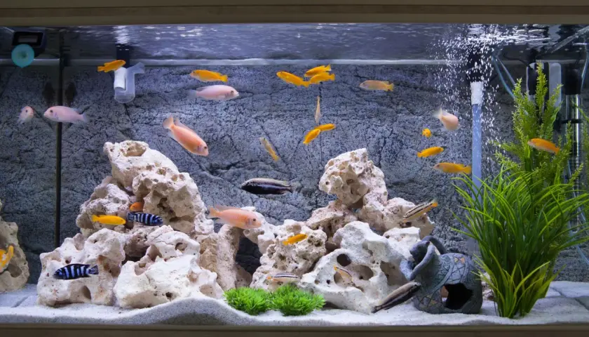 Fiskar simmar i ett akvarium med stenar och växter. En fisk liknar en **wolf eel** med sina randiga mönster.