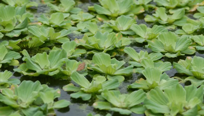 En tät matta av pistia stratiotes, även kallad vattenkål, täcker den mörka vattenytan.