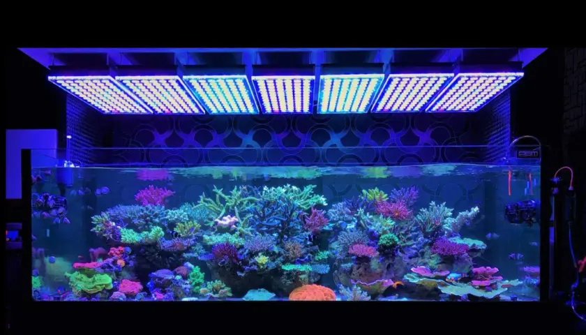Ett akvarium fyllt med färgglada koraller och fiskar, belyst av en kraftfull hid lampa ovanför.