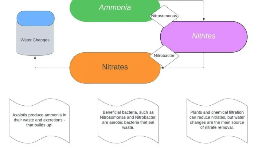 Schema över nitrifikation: ammoniak omvandlas till nitriter av Nitrosomonas, sedan till nitrater av Nitrobacter. Vattenbyten är viktiga.