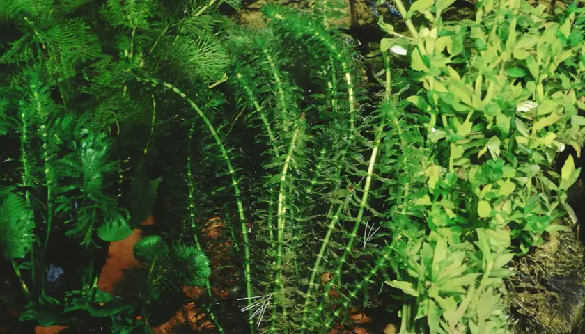 Vattenpest i akvarium, frodigt och grönt med små fiskar som simmar bland växterna.