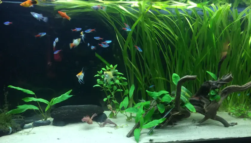 Ett vackert andmat akvarium med många småfiskar som simmar bland frodiga gröna växter och drivved.
