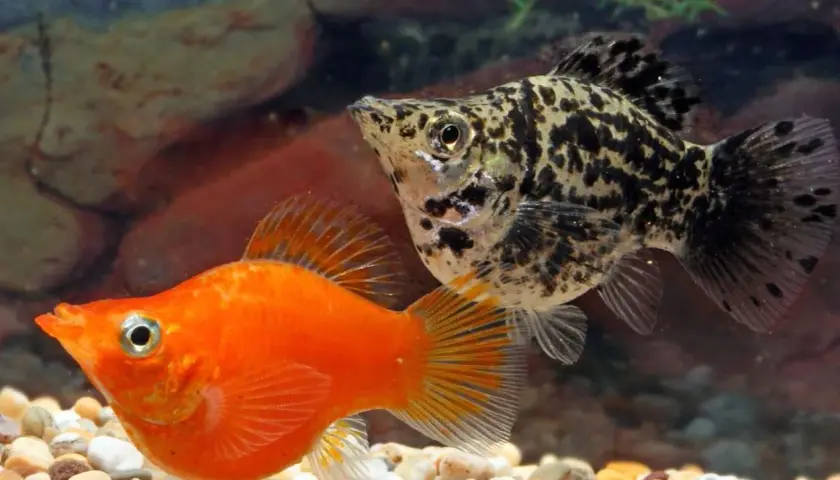 En orange och en fläckig mollyfisk simmar i ett akvarium med stenar och växter.