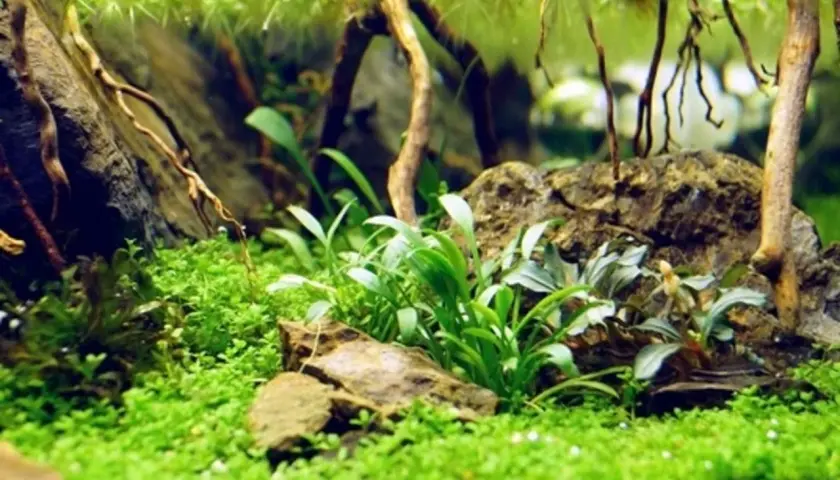En frodig undervattensvärld med en matta av små gröna blad, där Cryptocoryne parva växer bland stenar och drivved.