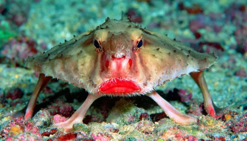 En märklig bat fish med lysande röda läppar sitter på havsbotten.