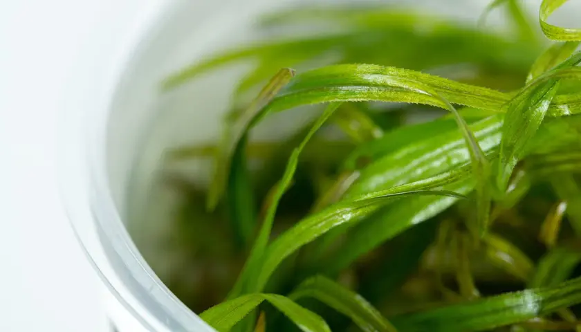 Närbild på gröna, långa blad från blyxa japonica i en vit behållare.