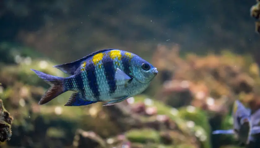 En randig fisk med gula fläckar simmar i ett akvarium. Undrar hur mycket kostar ett akvarium?