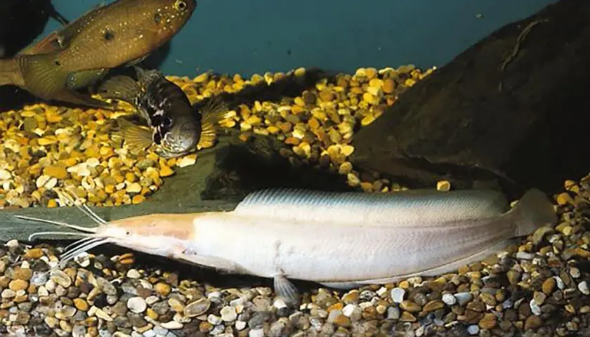 En ljus clarias fisk med långa morrhår ligger på grusig botten. Två andra fiskar simmar ovanför.