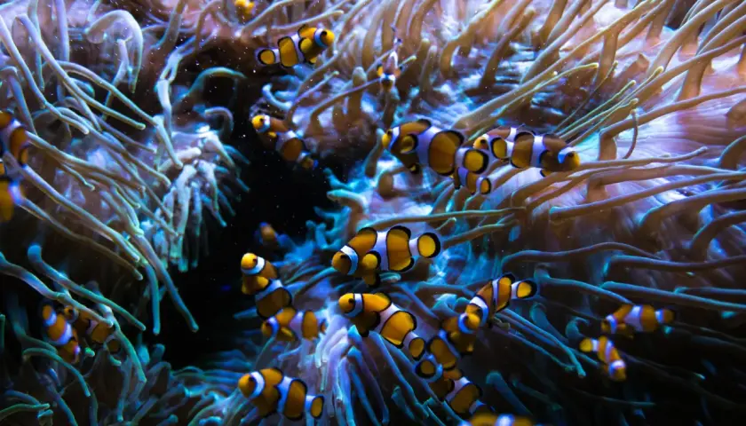En grupp clownfiskar simmar bland anemonens tentakler i ett akvarium.