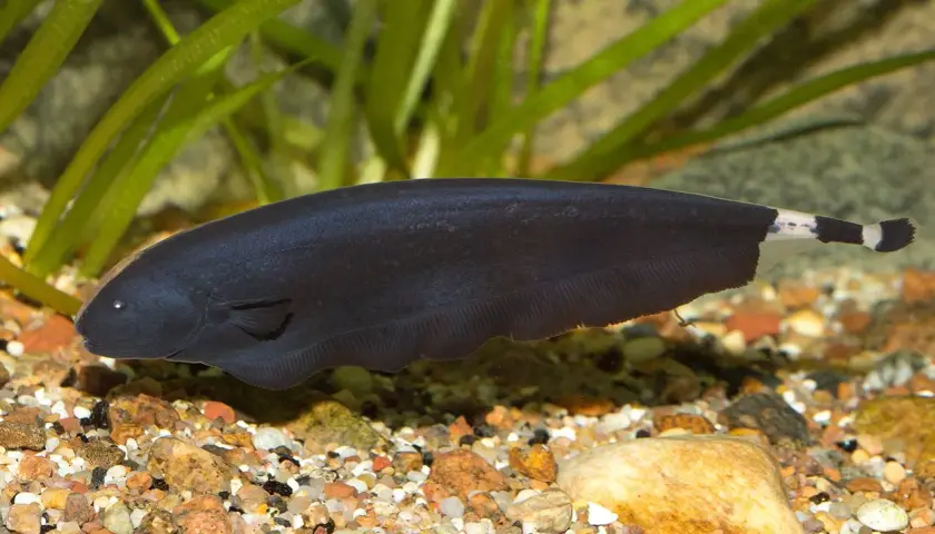 En mörk, spöklik fisk simmar i ett akvarium med stenar och växter. Denna ghost fish har en slank kropp och en randig svans.