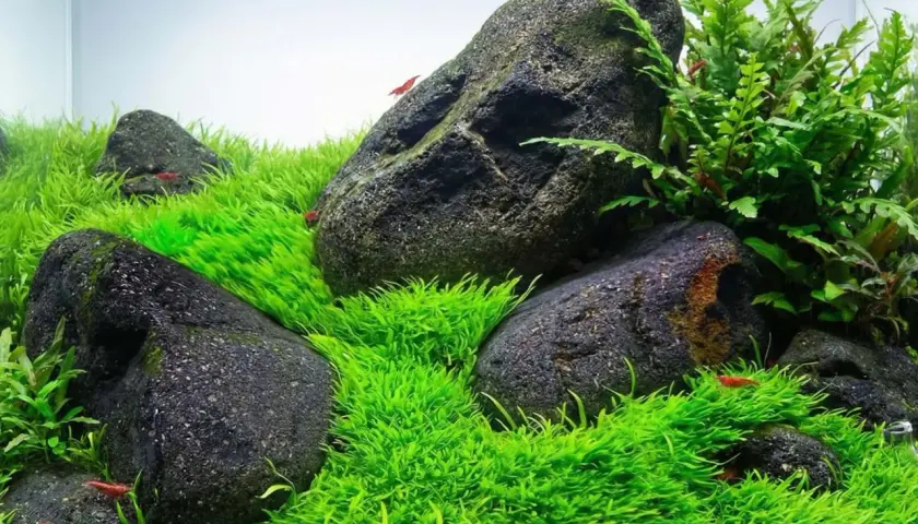 Akvarium med mossa, stenar och röda räkor. Eleocharis acicularis bildar en tät, grön matta.