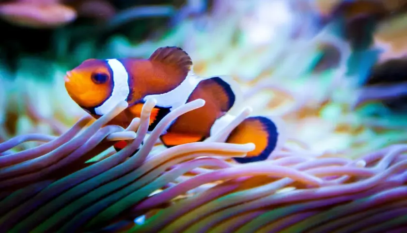 En clownfisk simmar bland färgglada anemoner.