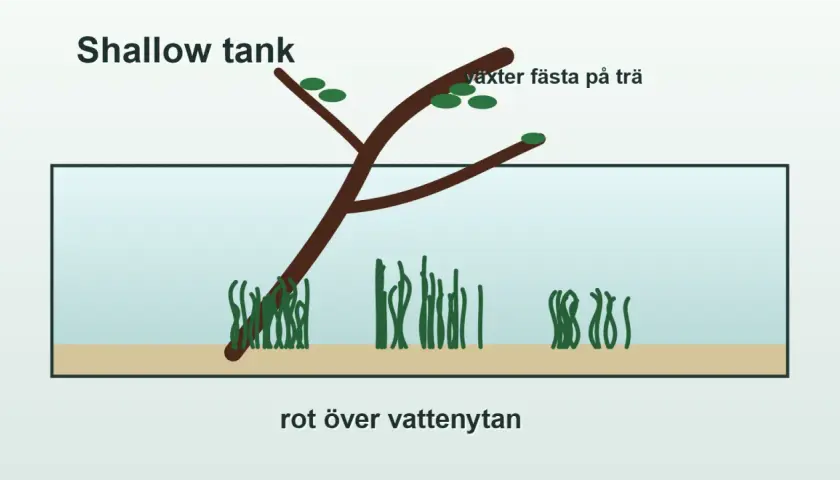 En rot från ett akvarium sträcker sig över vattenytan, med växter fästa på trädet.