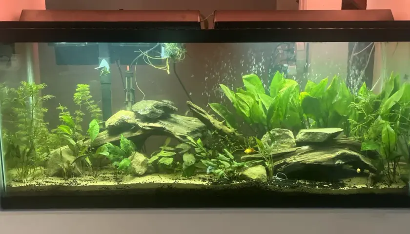 Ett frodigt 120 liter akvarium med många gröna växter, drivved och stenar. Några små fiskar simmar bland bubblorna.