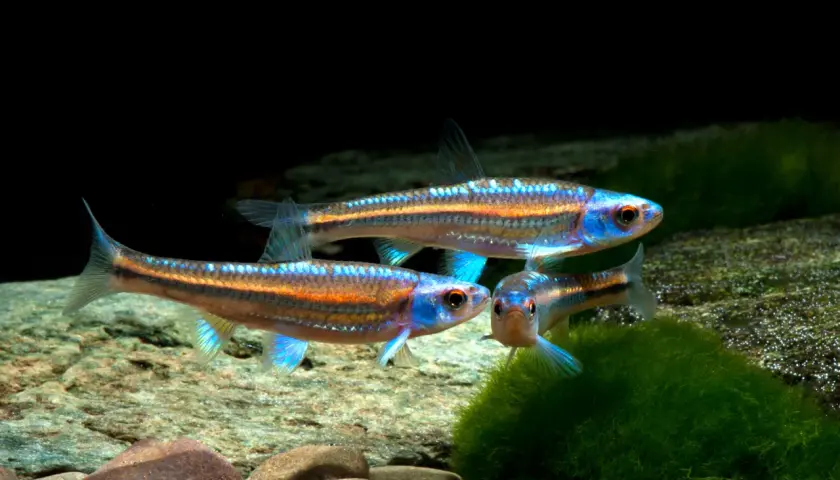Tre glänsande notropis chrosomus simmar i ett akvarium med stenar och mossa. Deras blå och orange färger lyser.