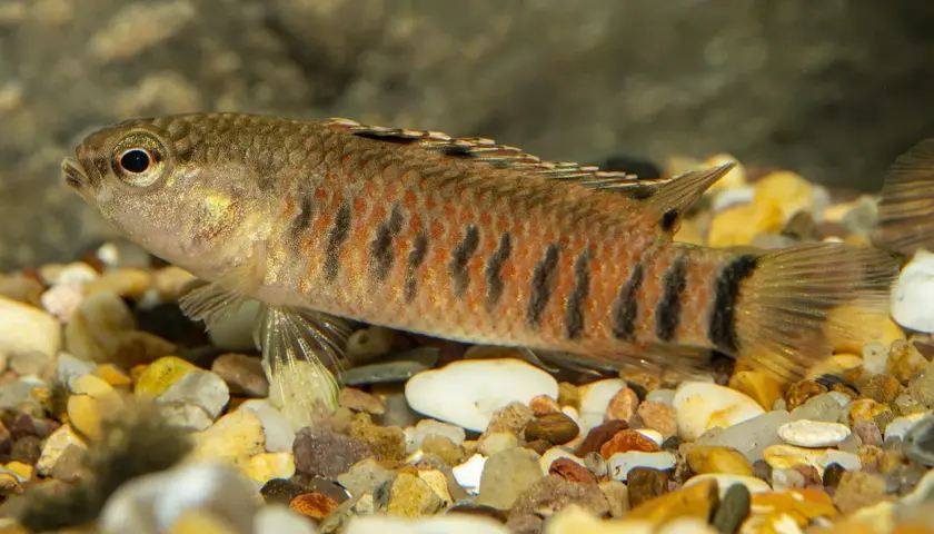 En randig fisk med orange och svarta markeringar simmar i ett saltvattensakvarium bland stenar.