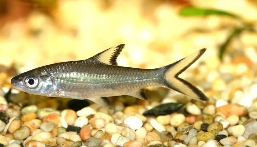 En silverfärgad fisk med mörka fenor simmar i ett haj akvarium.