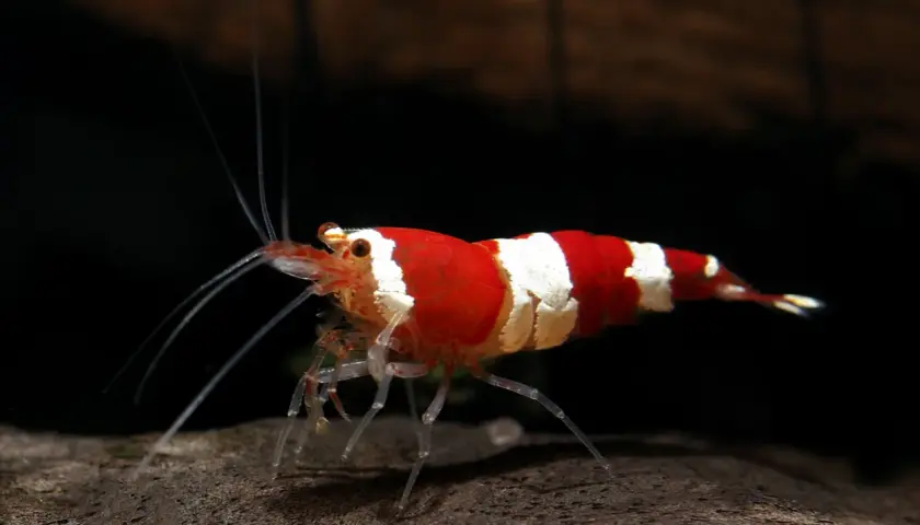 En rödvitrandig caridina räka med långa antenner står på en mörk yta.
