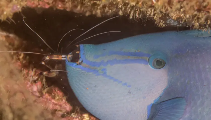 En niger triggerfish med blå ränder och en räka som putsar dess mun.
