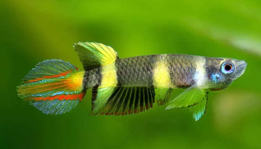 En clown killifish med randig kropp och färggranna fenor simmar mot en grön bakgrund.