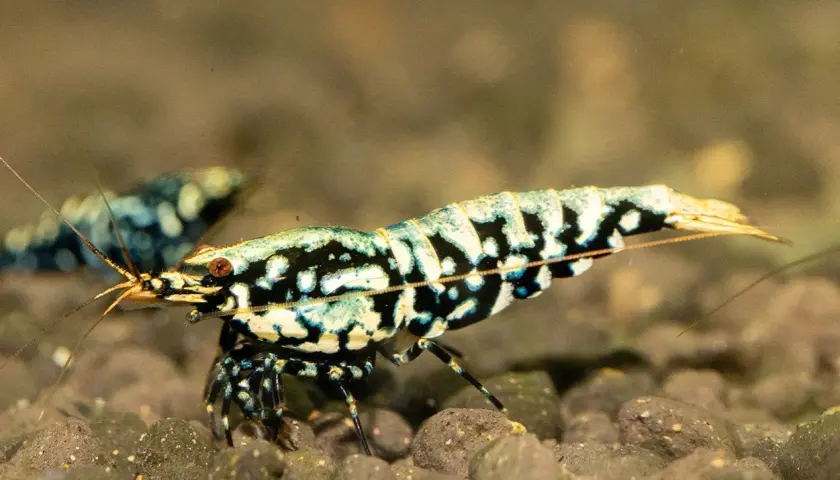En harlequin shrimp med sitt unika mönster av svart, vitt och blått rör sig över grusig botten.