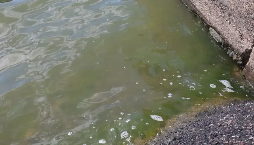 Grönt vatten med bubblor och en sköldpadda vid kanten. Vattnet ser ut som ett akvarium med blågröna alger.