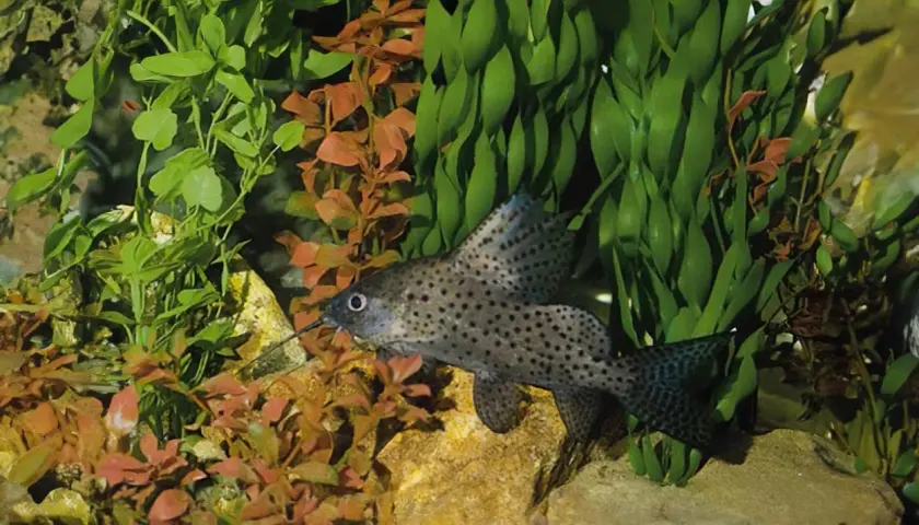 En prickig Synodontis eupterus simmar bland akvarieväxter och stenar.