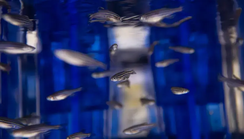 En flock zebra fisk simmar i blått vatten.