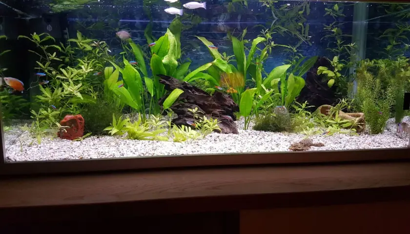 Vackert akvarium med frodiga växter och färgglada fiskar. En välskött miljö där vatten kemi är avgörande för trivseln.
