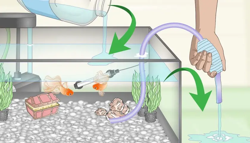 Två fancy goldfish simmar i ett akvarium medan vatten hälls i och sugs ut.