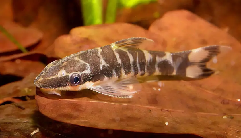 En otocinclus cocama med sina karakteristiska mörka ränder vilar på ett brunt löv i ett akvarium.