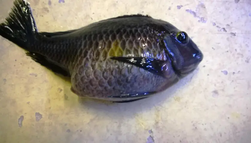 En uppblåst fisk med mörka fjäll och ett stort öga ligger på en ljus yta.