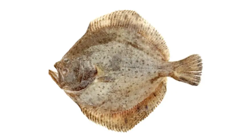 En plattfisk med prickigt mönster, redo att rocka fisken på tallriken.