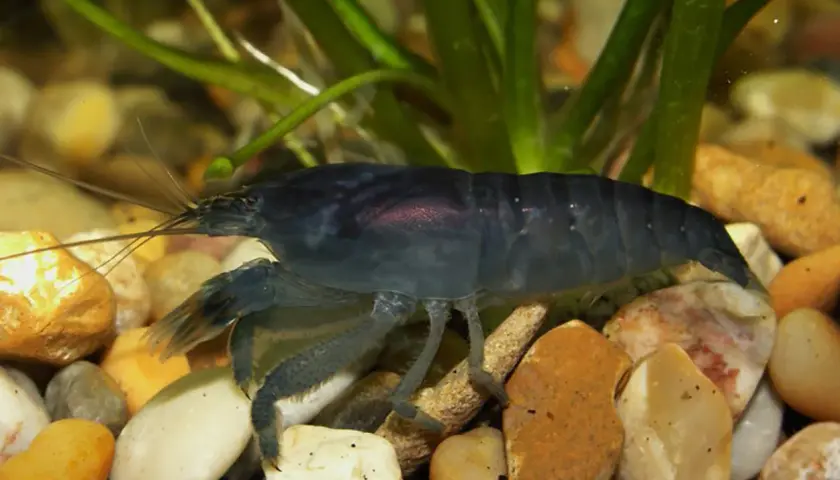 Mörkblå räka, atya gabonensis, sitter på stenar med gröna växter i bakgrunden.