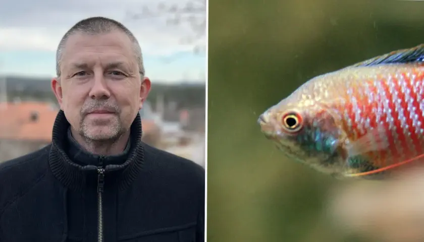 Man i svart jacka bredvid en akvariefisk. Höga halter av nitrit i akvarium kan vara skadligt för fisken.