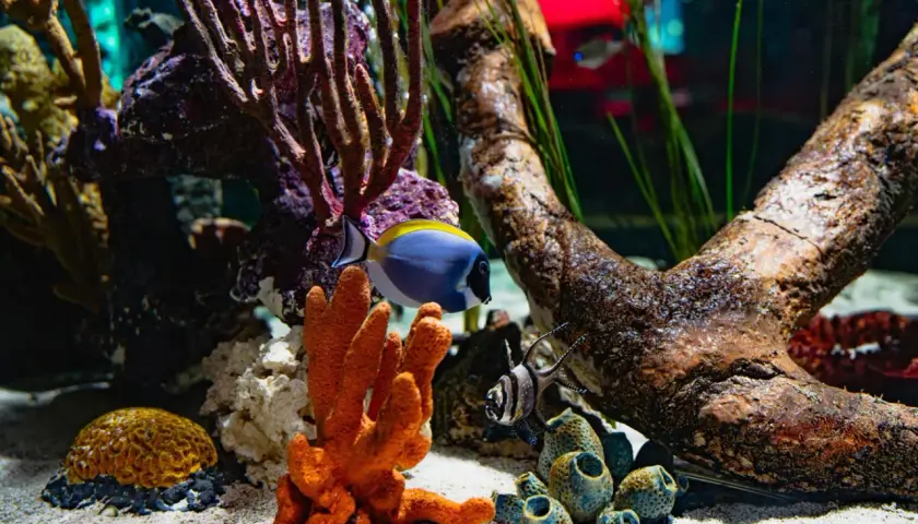 Ett vackert möbelakvarium med en blå och gul fisk som simmar bland koraller och drivved.