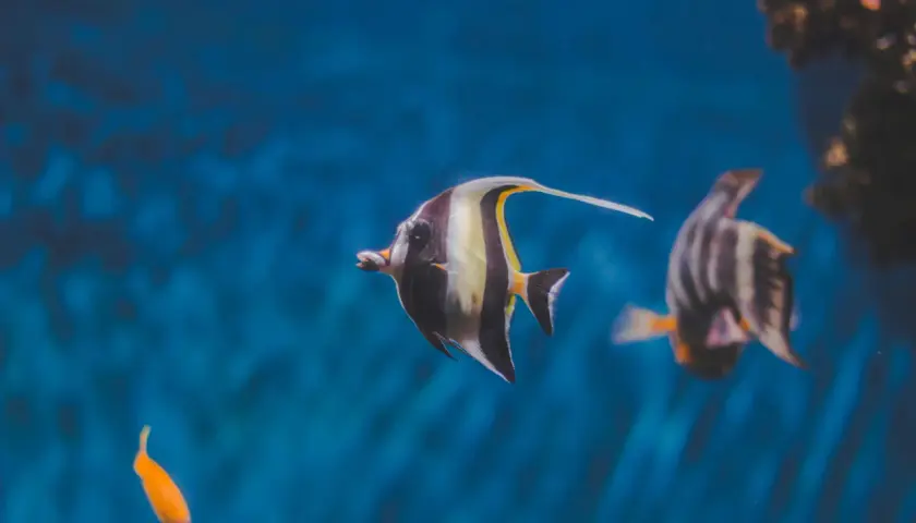 Fiskar simmar i ett akvarium med blått vatten. En fisk med svarta, vita och gula ränder simmar framför en annan randig fisk. En liten orange fisk syns också. Salt till akvarium behövs för att skapa en miljö där dessa vackra varelser kan trivas.