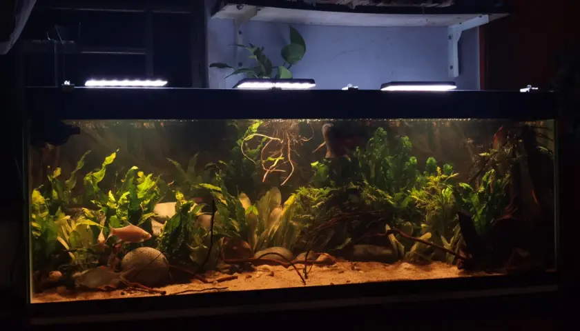Ett välskött akvarium med frodig grönska, sandbotten och fiskar. Bottenfilter akvarium ger en ren miljö för livet i vattnet.