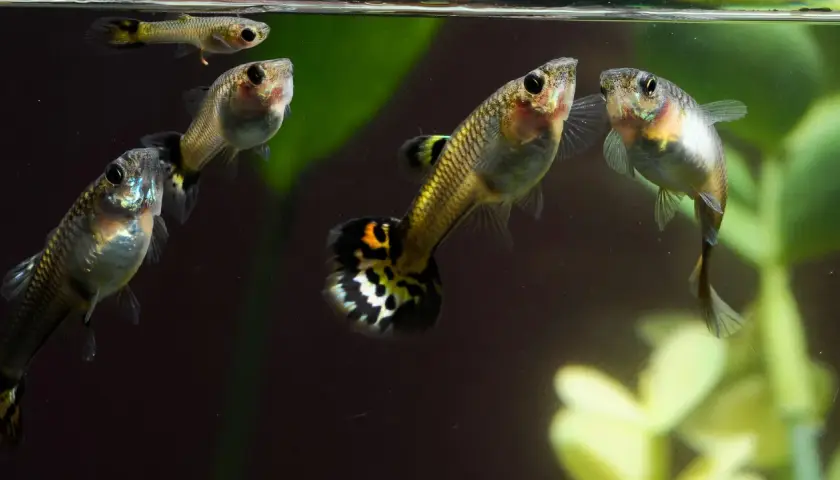 Guppys simmar i akvarium. Vattenkvaliteten, som hårdhet vatten Umeå, är viktig för deras välmående.