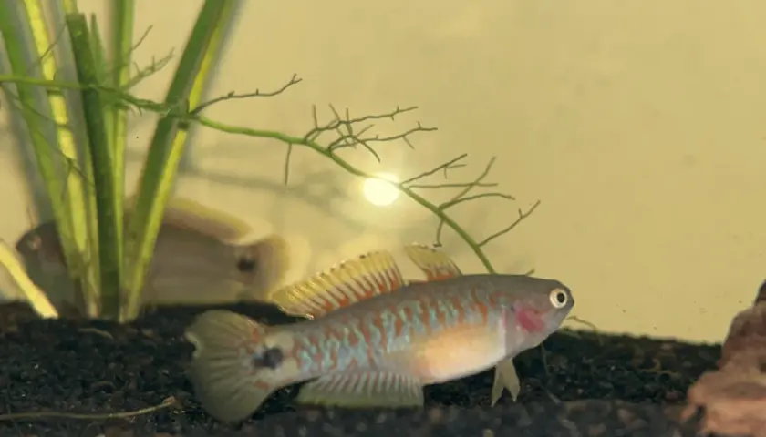 En liten, färgglad peacock gudgeon simmar nära akvarieväxten.