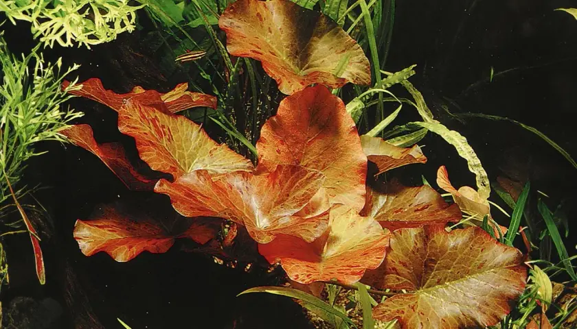 Vackra, flammiga blad av Nymphaea lotus i ett akvarium, omgivna av gröna vattenväxter och en liten fisk.