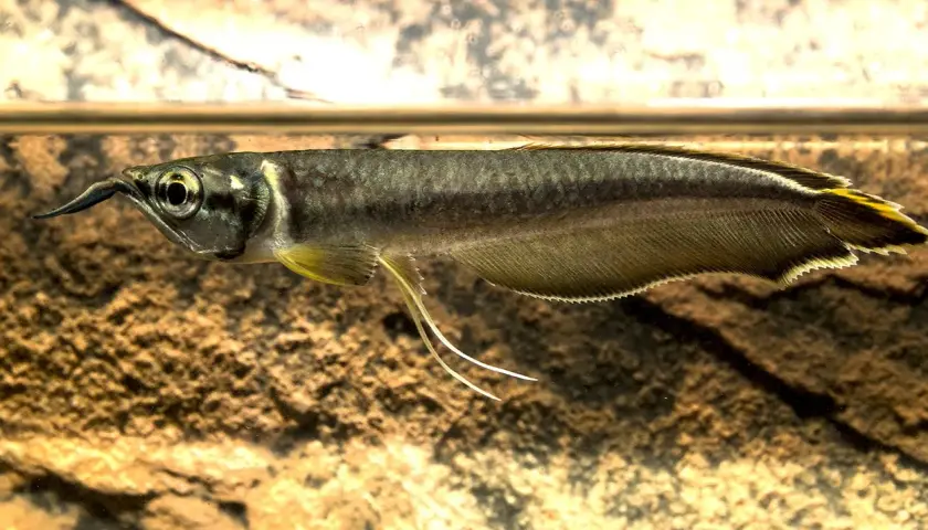 En silver arowana simmar nära ytan, dess fjäll glänser och dess skäggtömmar pekar framåt.