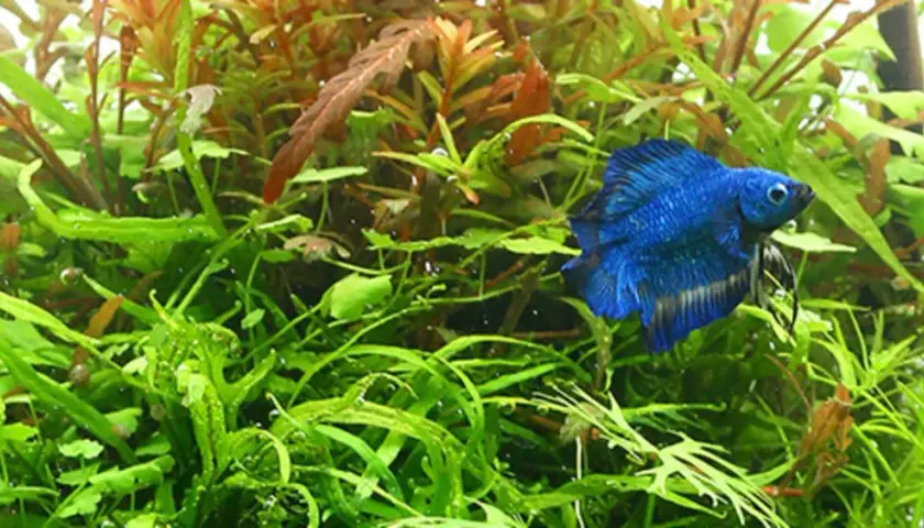 En blå kampfisk simmar bland frodig grönska i ett akvarium med osmos vatten.
