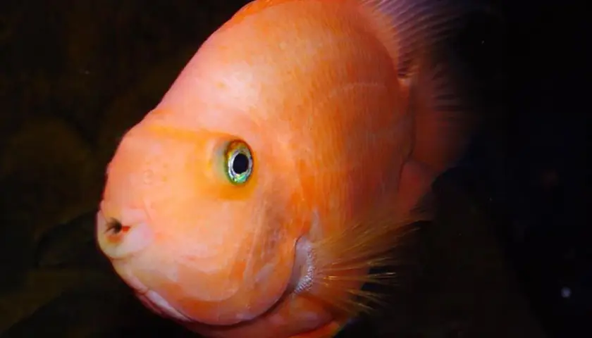 En orange papegojfisk med gröna ögon simmar i mörkt vatten.