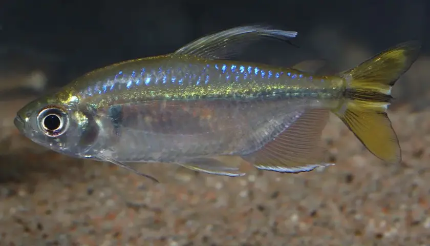En congo tetra simmar i akvariet med sina glittrande blå prickar och gulaktiga stjärtfena.