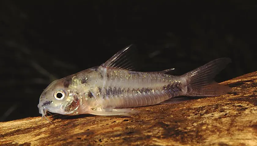 En liten Corydoras habrosus simmar på en träbit.