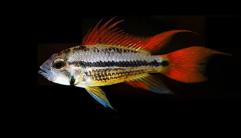 En Apistogramma cacatuoides med lysande orange fenor och en distinkt svart rand simmar mot en mörk bakgrund.